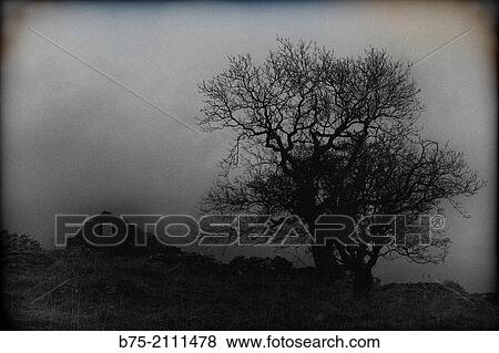 Rural landscape with a ruined house and a tree with a stormy sky. Yorkshire Dales, England, UK, Europe. View Large Photo Image Stock Photo - Rural landscape with a ruined house and a tree with a stormy sky. Yorkshire Dales, England, UK, Europe.. Fotosearch