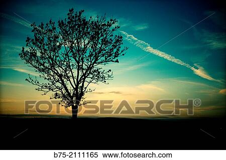 Rural landscape with a tree in the foreground at sunset. North Yorkshire, England, UK, Europe. View Large Photo Image Stock Photography - Rural landscape with a tree in the foreground at sunset. North Yorkshire, England, UK, Europe.. Fotosearch
