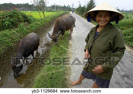 Picture - Rural Scene, Hoi An, Vietnam. Fotosearch