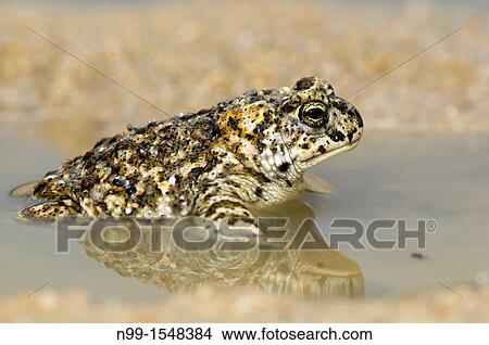 Picture - Rush toad Bufo calamita, sitting in puddle, small pond, Extremadura, Spain. Fotosearch