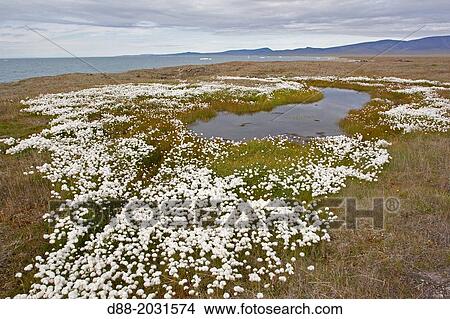 Russia, Chukotka autonomous district, Wrangel island, Doubtful village, Arctic Cottongrass ( Eriophorum scheuchzeri ). View Large Photo Image Picture - Russia, Chukotka autonomous district, Wrangel island, Doubtful village, Arctic Cottongrass ( Eriophorum scheuchzeri ).. Fotosearch
