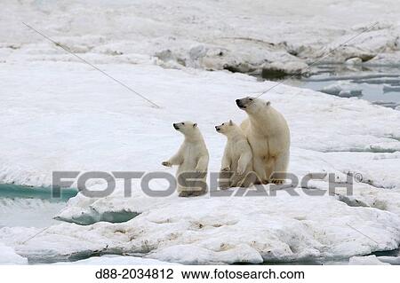 Russia, Chukotka autonomous district, Wrangel island, Polar bear ( Ursus maritimus ), adult female with young one year and a half old. View Large Photo Image Stock Image - Russia, Chukotka autonomous district, Wrangel island, Polar bear ( Ursus maritimus ), adult female with young one year and a half old.. Fotosearch
