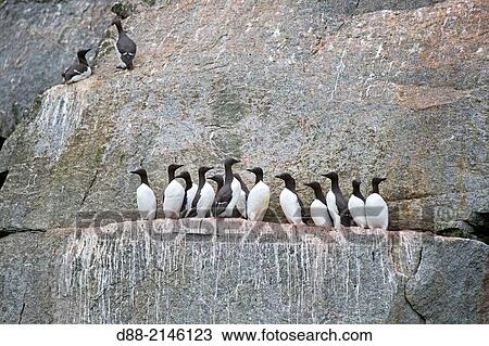 Russia, Chukotka autonomous district, Bering sea, Kolyuchin island, Common Murre or Thin billed Murre ( Uria aalge ). View Large Photo Image Stock Image - Russia, Chukotka autonomous district, Bering sea, Kolyuchin island, Common Murre or Thin billed Murre ( Uria aalge ).. Fotosearch