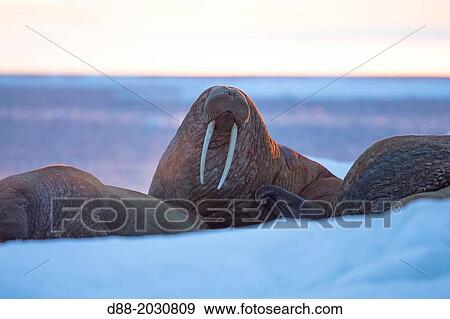 Stock Photo - Russia, Chukotka autonomous district, Wrangel island, Pack ice, Pacific walrus Odobenus rosmarus divergens, resting on ice floe.. Fotosearch