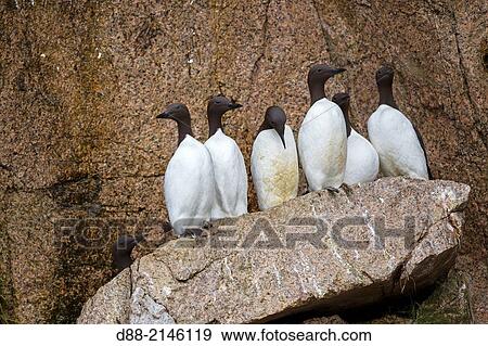 Russia, Chukotka autonomous district, Bering sea, Preobrazheniya Bay near the cape Dezhnev (northeasternmost point of the Eurasian continent ), Marine birds colony nesting in cliffs. Common Murre or Thin billed Murre ( Uria aalge ). View Large Photo Image Stock Photo - Russia, Chukotka autonomous district, Bering sea, Preobrazheniya Bay near the cape Dezhnev (northeasternmost point of the Eurasian continent ), Marine birds colony nesting in cliffs. Common Murre or Thin billed Murre ( Uria aalge ).. Fotosearch