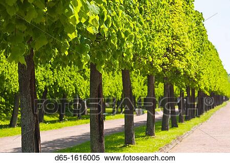 Russia, Saint Petersburg, Peterhof, Lower Park View Large Photo Image Stock Photography - Russia, Saint Petersburg, Peterhof, Lower Park. Fotosearch