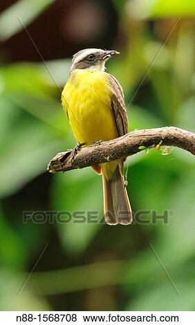 Rusty-margined Flycatcher, Myiozetetes cayanensis, Venezuela View Large Photo Image Stock Photo - Rusty-margined Flycatcher, Myiozetetes cayanensis, Venezuela. Fotosearch