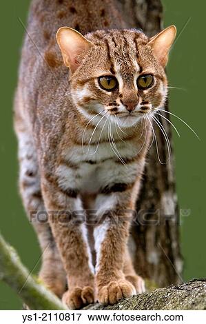 Rusty-Spotted Cat, prionailurus rubiginosus standing on Branch. View Large Photo Image Stock Photo - Rusty-Spotted Cat, prionailurus rubiginosus standing on Branch.. Fotosearch