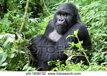 Rwanda, Volcanoes National Park Parc National des Volcans male gorilla View Large Photo Image Stock Image - Rwanda, Volcanoes National Park Parc National des Volcans male gorilla. Fotosearch