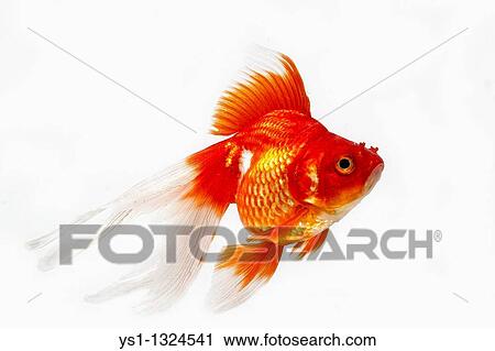 Ryukin Goldfish, carassius auratus, Adult Against White Background View Large Photo Image Stock Image - Ryukin Goldfish, carassius auratus, Adult Against White Background. Fotosearch