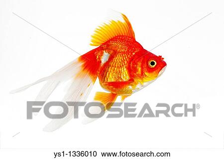 Ryukin Goldfish, carassius auratus, Adult Against White Background View Large Photo Image Stock Image - Ryukin Goldfish, carassius auratus, Adult Against White Background. Fotosearch