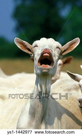 SAANEN GOAT, ADULT CALLING View Large Photo Image Stock Photo - SAANEN GOAT, ADULT CALLING. Fotosearch
