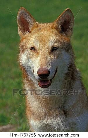 Saarloos Wolfhound, a Dog Breed from Netherlands View Large Photo Image Stock Photograph - Saarloos Wolfhound, a Dog Breed from Netherlands. Fotosearch