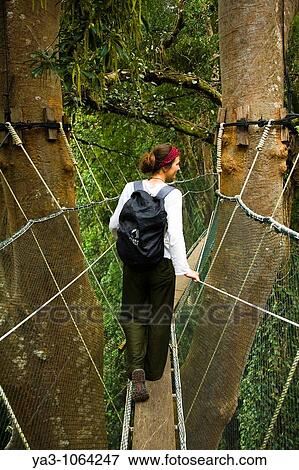 Sabah Malaysia, Borneo, Kinabalu National Park Tourist walking the jungle canopy walkway at Poring Hot Springs View Large Photo Image Stock Photo - Sabah Malaysia, Borneo, Kinabalu National Park Tourist walking the jungle canopy walkway at Poring Hot Springs. Fotosearch