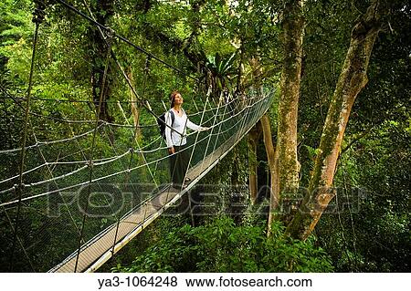 Sabah Malaysia, Borneo, Kinabalu National Park Tourist walking the jungle canopy walkway at Poring Hot Springs View Large Photo Image Stock Photo - Sabah Malaysia, Borneo, Kinabalu National Park Tourist walking the jungle canopy walkway at Poring Hot Springs. Fotosearch