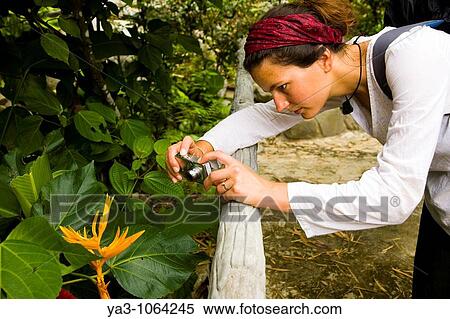 Sabah Malaysia, Borneo, Kinabalu National Park Tourist photographing a plant at the tropical garden which is part of the Poring Hot Springs complex View Large Photo Image Stock Photography - Sabah Malaysia, Borneo, Kinabalu National Park Tourist photographing a plant at the tropical garden which is part of the Poring Hot Springs complex. Fotosearch