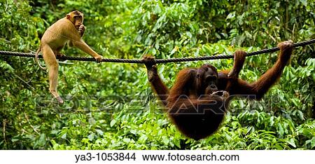 Sabah Malaysia, Borneo, Sepilok Pig tailed Macaque watching an Orang Utan eating fruit whilst hanging from a rope in the Sepilok Orangutan Rehabilitation Centre View Large Photo Image Picture - Sabah Malaysia, Borneo, Sepilok Pig tailed Macaque watching an Orang Utan eating fruit whilst hanging from a rope in the Sepilok Orangutan Rehabilitation Centre. Fotosearch
