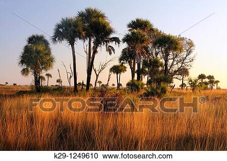 Sabal palms in grassland at sunset View Large Photo Image Stock Image - Sabal palms in grassland at sunset. Fotosearch