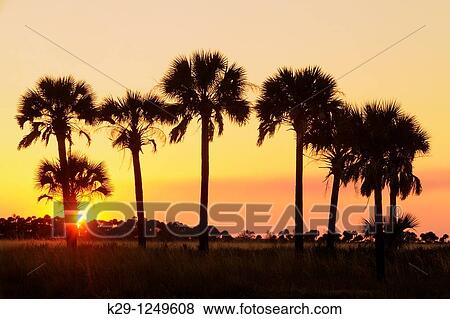 Sabal palms in grassland at sunset View Large Photo Image Stock Photo - Sabal palms in grassland at sunset. Fotosearch