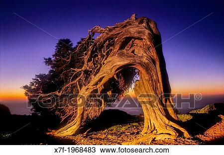 Sabina (Juniperus turbinata ssp. canariensis), El Sabinar, El Hierro, Canary Island, Spain, Europe. View Large Photo Image Stock Image - Sabina (Juniperus turbinata ssp. canariensis), El Sabinar, El Hierro, Canary Island, Spain, Europe.. Fotosearch