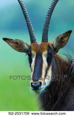 Sable antelope (Hippotragus niger), Botswana, Africa View Large Photo Image Stock Photo - Sable antelope (Hippotragus niger), Botswana, Africa. Fotosearch