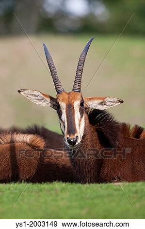 Sable Antelope, hippotragus niger View Large Photo Image Stock Photo - Sable Antelope, hippotragus niger. Fotosearch