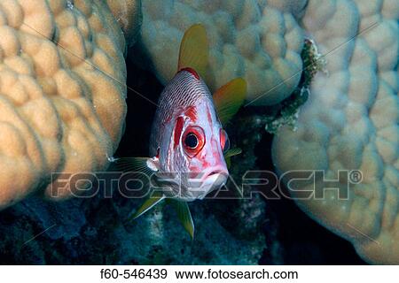 Stock Photo - Sabre squirrelfish, Sargocentron spiniferum, Ailuk atoll, Marshall Islands, Pacific. Fotosearch