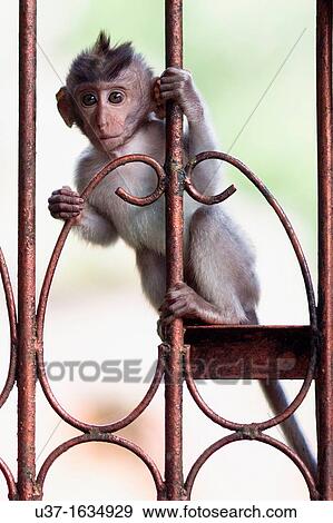 Sacred monkey forest sanctuary, Padangtegal, Ubud, Bali View Large Photo Image Stock Photo - Sacred monkey forest sanctuary, Padangtegal, Ubud, Bali. Fotosearch