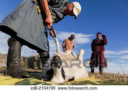 sacrifice sheep in bayan gobi ger camp. View Large Photo Image Stock Photo - sacrifice sheep in bayan gobi ger camp.. Fotosearch