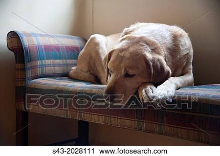Stock Image - Sad dog.. Fotosearch