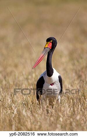 Stock Photograph - Saddle-billed Stork (Ephippiorhynchus senegalensis) in savannah, Masai Mara, Kenya.. Fotosearch