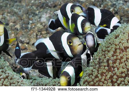 Saddleback anemone fish Amphiprion polymnus Lembeh Strait, Celebes Sea, North Sulawesi, Indonesia View Large Photo Image Stock Photo - Saddleback anemone fish Amphiprion polymnus Lembeh Strait, Celebes Sea, North Sulawesi, Indonesia. Fotosearch