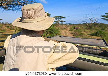 Safari guest watching an elephant from the car, Tanzania, Africa View Large Photo Image Stock Image - Safari guest watching an elephant from the car, Tanzania, Africa. Fotosearch