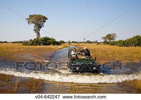 Safari vehicle driving through the Okavango Delta in Botswana, Africa View Large Photo Image Stock Photo - Safari vehicle driving through the Okavango Delta in Botswana, Africa. Fotosearch