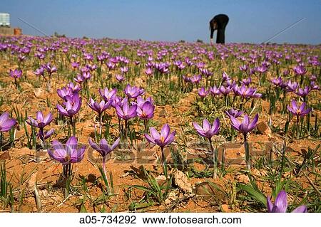 Saffron crocus. Toledo province, Castilla-La Mancha, Spain View Large Photo Image Stock Image - Saffron crocus. Toledo province, Castilla-La Mancha, Spain. Fotosearch