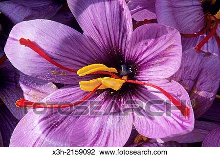 saffron flowers crocus sativus, Loiret department, region of Centre, France, Europe View Large Photo Image Stock Image - saffron flowers crocus sativus, Loiret department, region of Centre, France, Europe. Fotosearch