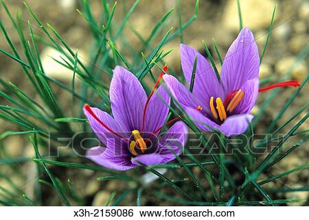 saffron flowers crocus sativus, Loiret department, region of Centre, France, Europe View Large Photo Image Stock Photograph - saffron flowers crocus sativus, Loiret department, region of Centre, France, Europe. Fotosearch