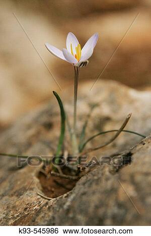 Saffron from Mallorca. View Large Photo Image Stock Photograph - Saffron from Mallorca.. Fotosearch