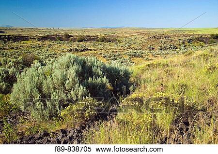 Sagebrush and wildflowers in dry wash, Columbia Plateau View Large Photo Image Stock Photography - Sagebrush and wildflowers in dry wash, Columbia Plateau. Fotosearch