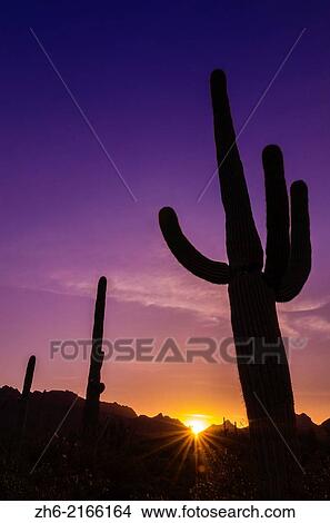 Picture - Saguaro cactus at sunrise under Gates Pass, Tucson Mountain Park, Arizona USA.. Fotosearch