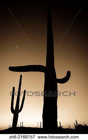 Stock Photo - Saguaro cactus at sunset, Organ Pipe Cactus National Monument, Arizona USA.. Fotosearch