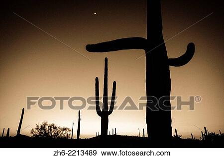 Saguaro cactus at sunset, Organ Pipe Cactus National Monument, Arizona USA. View Large Photo Image Stock Photo - Saguaro cactus at sunset, Organ Pipe Cactus National Monument, Arizona USA.. Fotosearch