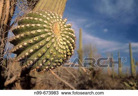 Saguaro cactus, cactus desert, Saguaro National Park, Tucson, Arizona, USA View Large Photo Image Stock Image - Saguaro cactus, cactus desert, Saguaro National Park, Tucson, Arizona, USA. Fotosearch