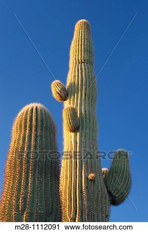 Saguaro Cactus Carnegiea gigantea in the Sonoran Desert of Kofa National Wildlife Refuge Arizona View Large Photo Image Stock Image - Saguaro Cactus Carnegiea gigantea in the Sonoran Desert of Kofa National Wildlife Refuge Arizona. Fotosearch