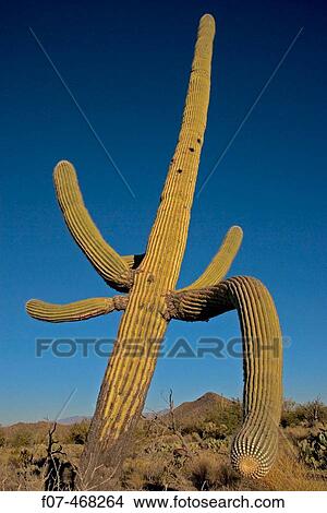 Saguaro Cactus (Carnegiea gigantea) - Sonoran Desert Arizona - Record height: 78 feet - Average mature height: 18 to 30 feet but often reach heights of 50 to 60 feet View Large Photo Image Picture - Saguaro Cactus (Carnegiea gigantea) - Sonoran Desert Arizona - Record height: 78 feet - Average mature height: 18 to 30 feet but often reach heights of 50 to 60 feet. Fotosearch