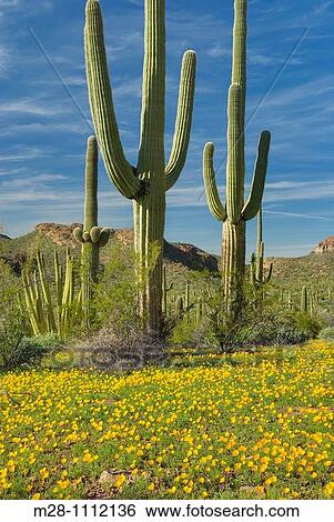 Saguaro Cactus Carnegiea gigantea standing amidst fields of yellow Mexican Poppies, Organ Pipe Cactus National Monument Arizona View Large Photo Image Stock Photograph - Saguaro Cactus Carnegiea gigantea standing amidst fields of yellow Mexican Poppies, Organ Pipe Cactus National Monument Arizona. Fotosearch