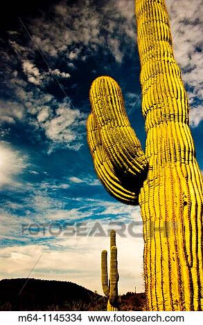 Picture - Saguaro cactus in the southern Arizona Desert. Fotosearch
