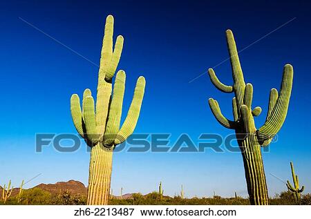Stock Photo - Saguaro cactus, Organ Pipe Cactus National Monument, Arizona USA.. Fotosearch