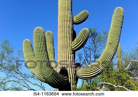 Saguaro Cactus Saguaro National Park Tucson Arizona View Large Photo Image Picture - Saguaro Cactus Saguaro National Park Tucson Arizona. Fotosearch