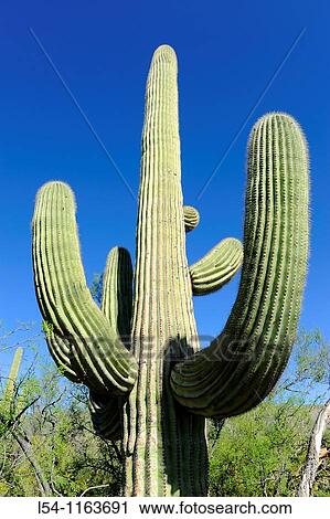 Stock Image - Saguaro Cactus Saguaro National Park Tucson Arizona. Fotosearch